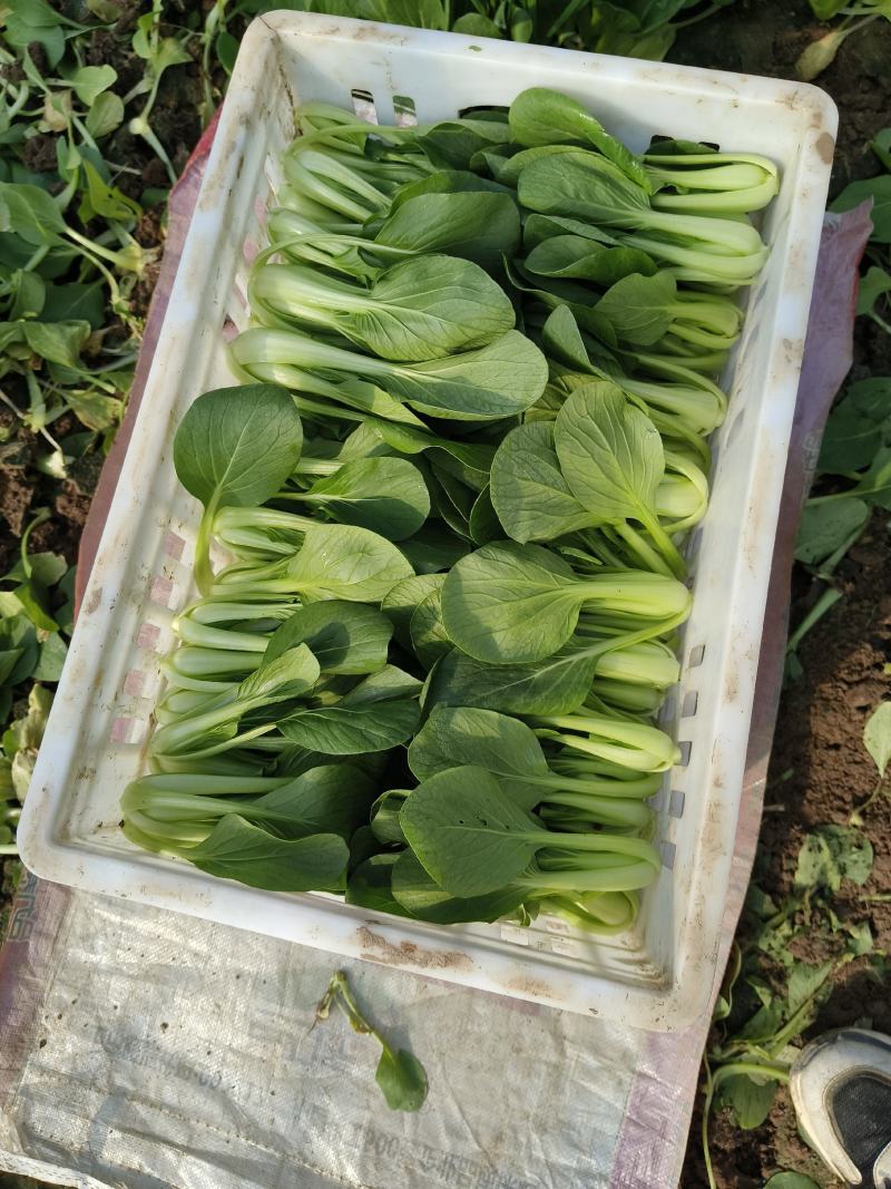 精品小青菜上海青大棚货，陆地货都有代收代发全国