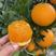 九月红脐橙又名果冻橙，皮薄多汁，产地一手货源，品质保证