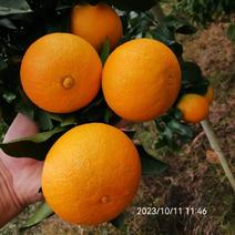 精品爱媛果冻橙，市场货，细皮，个头大，果面干净！