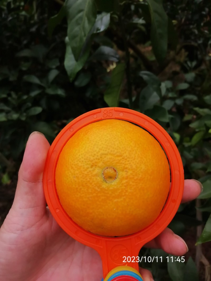 精品爱媛果冻橙，市场货，细皮，个头大，果面干净！
