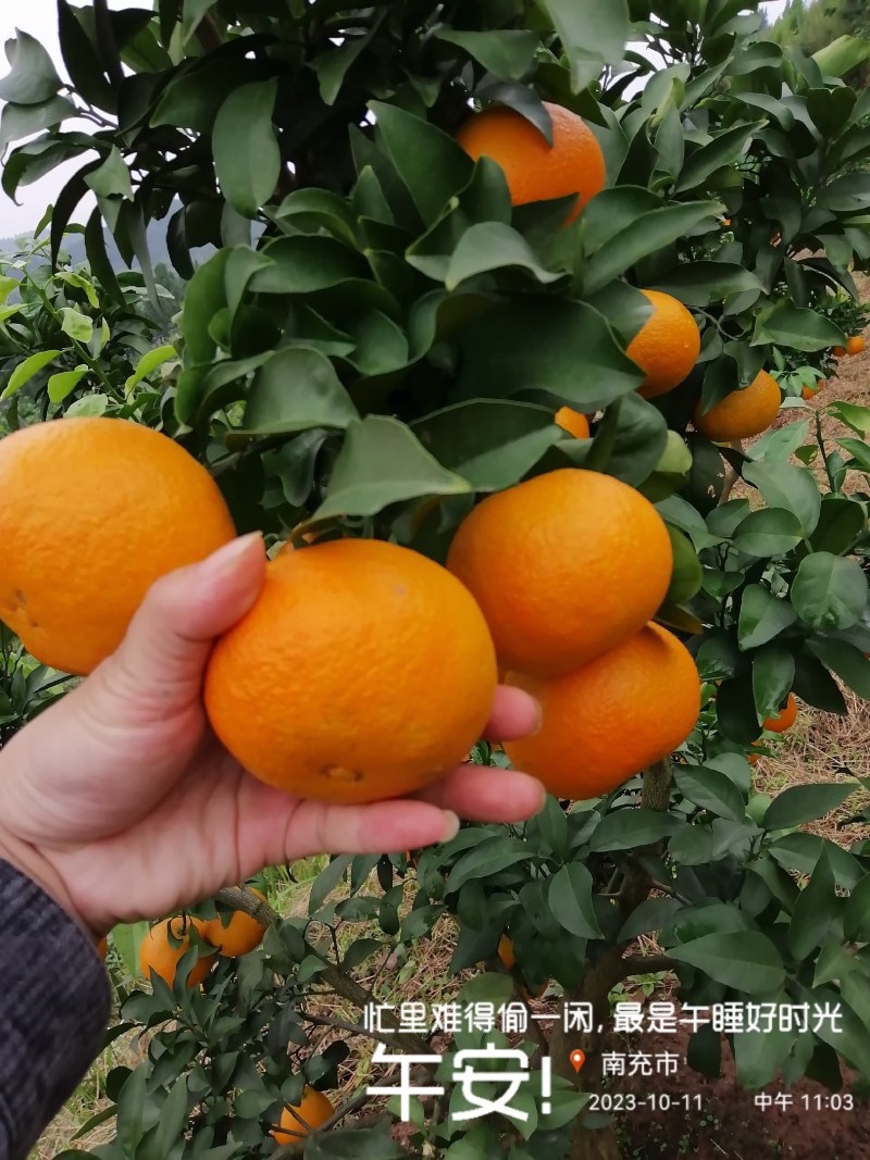 精品爱媛果冻橙，市场货，细皮，个头大，果面干净！