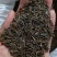 格桑花种子