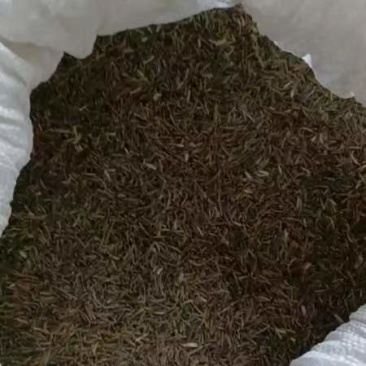 格桑花种子