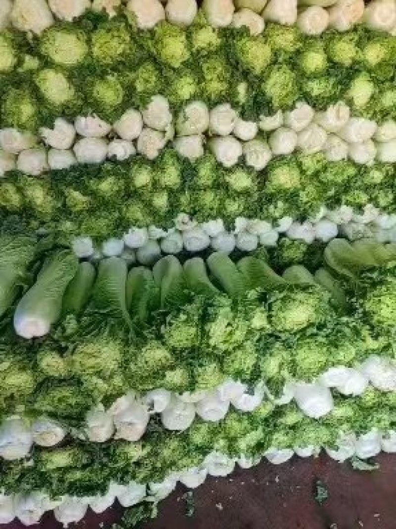 大白菜