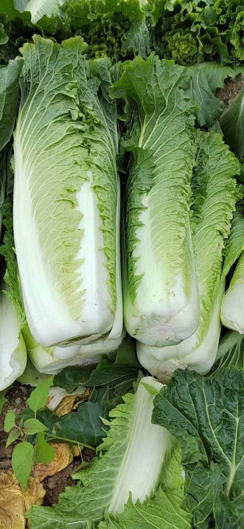 大白菜