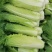 大白菜