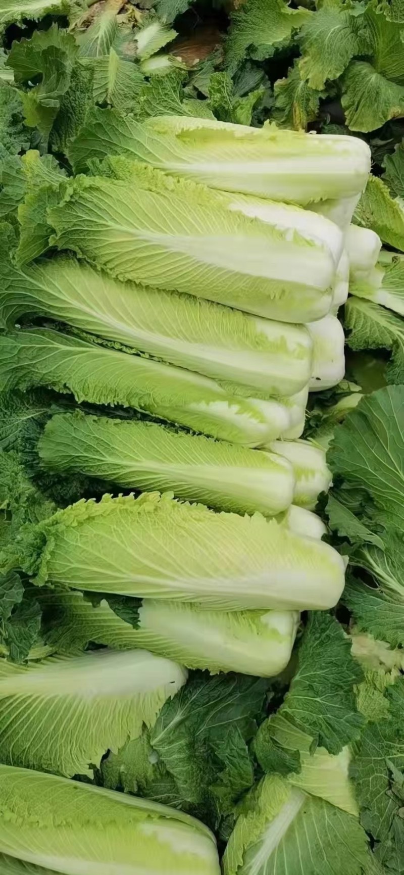 大白菜