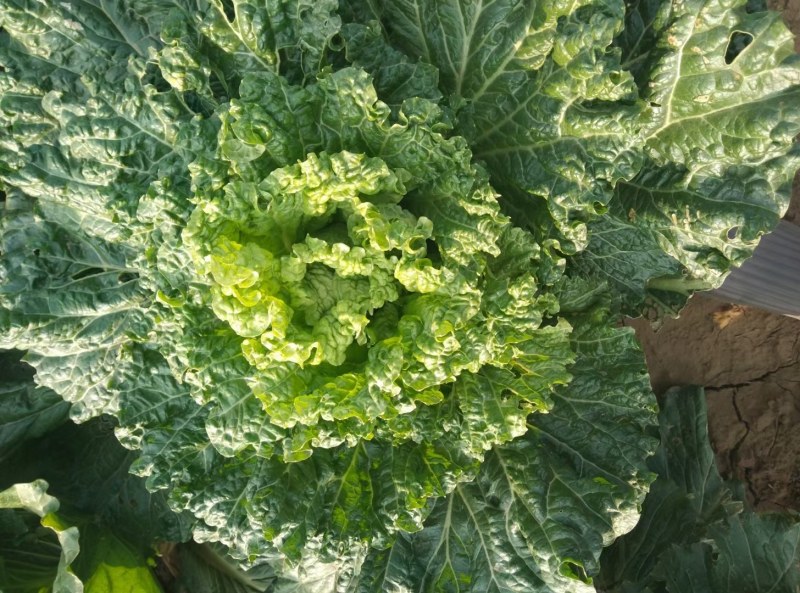 大白菜