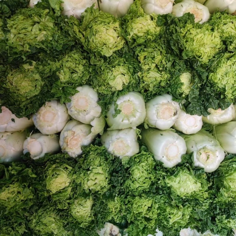 大白菜