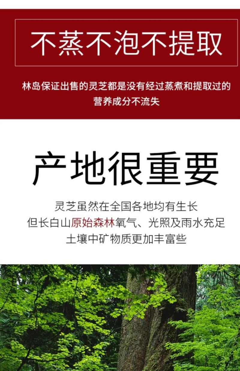 林岛长白山灵芝灵芝39.8元/500克，买2斤包邮