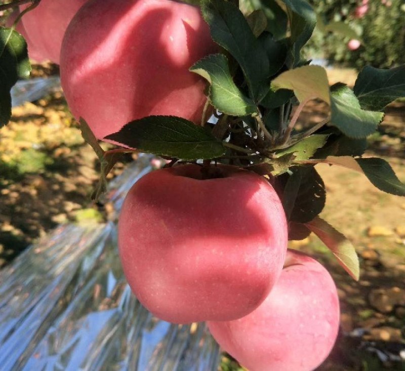 苹果个头大一手货源产地直发量大