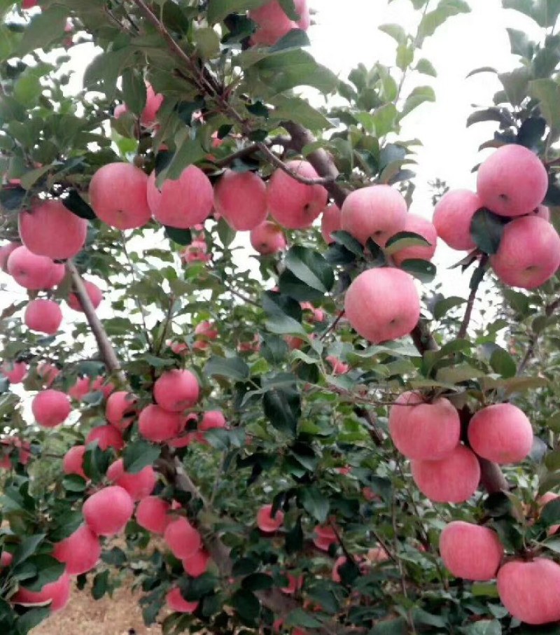 苹果个头大一手货源产地直发量大