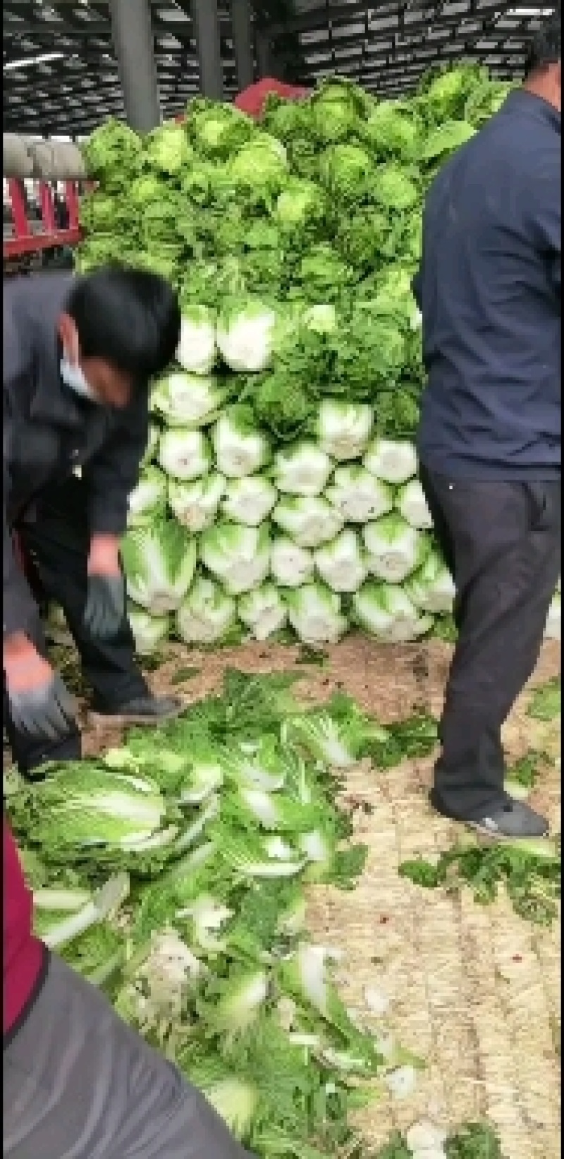 大白菜
