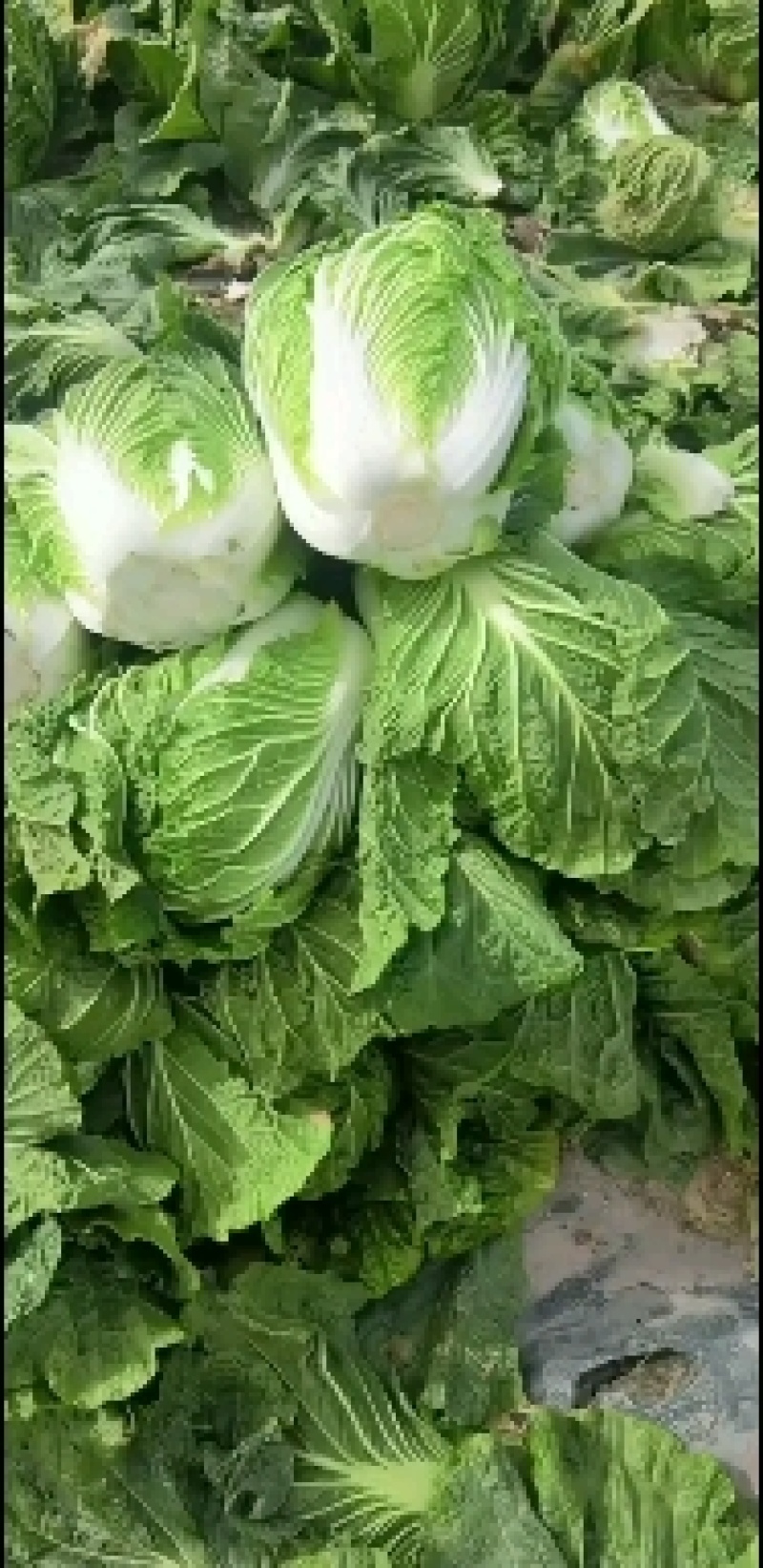 大白菜