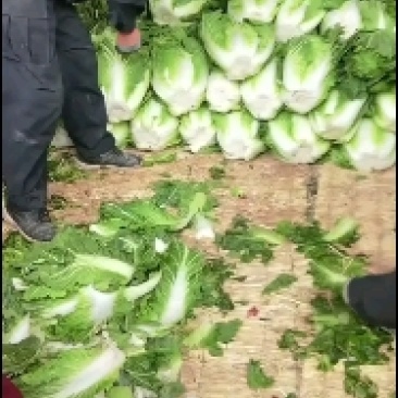 大白菜