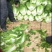 大白菜