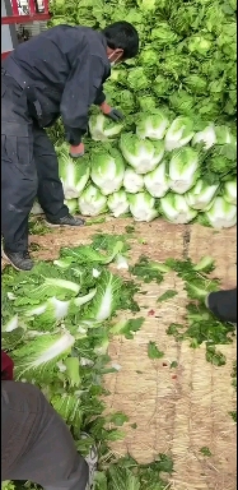 大白菜