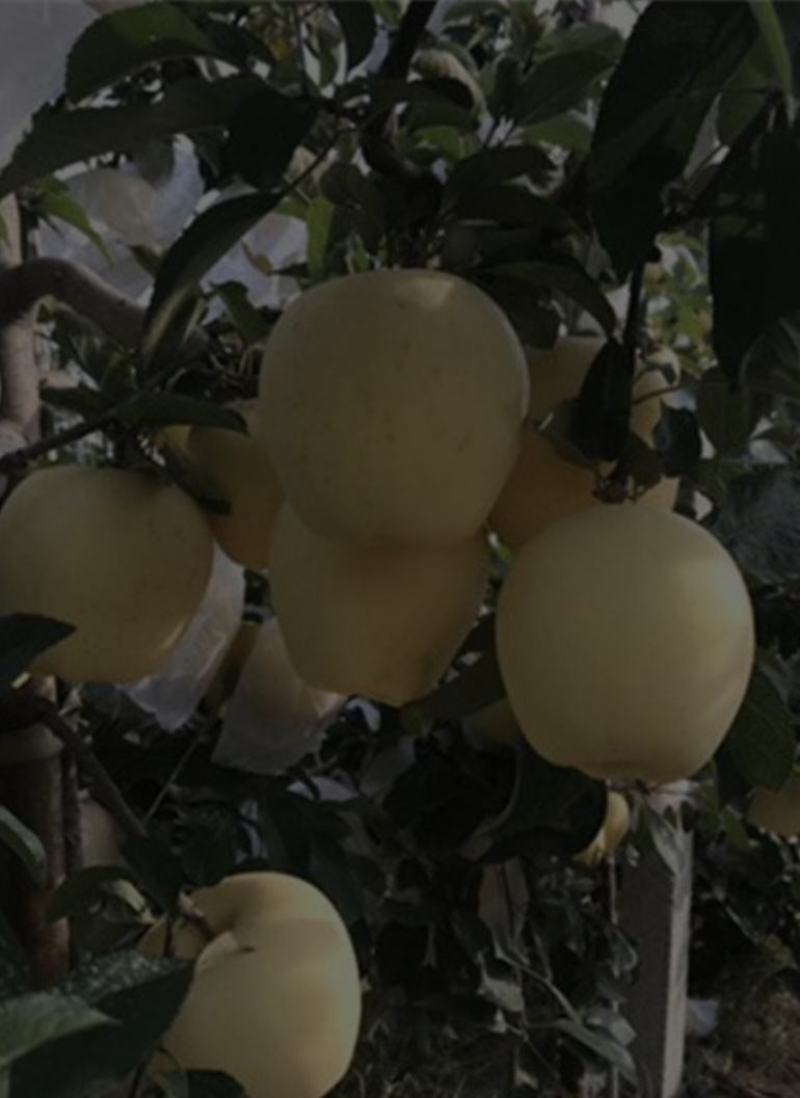 山东省鲁丽苹果苗基地现挖苗发货