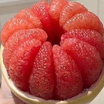 【精品】精品红心柚子一手货源价格合理各种规格