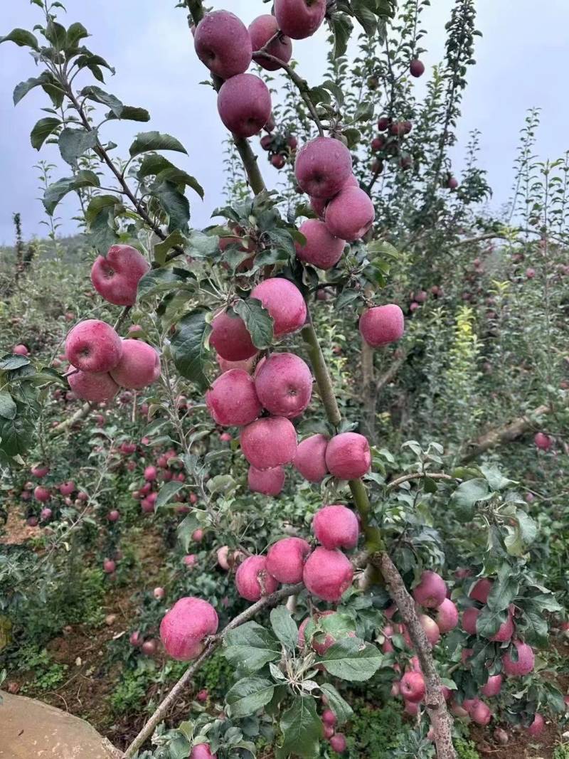 昭通，丑苹果，糖心苹果大量现货价格美丽口感清脆