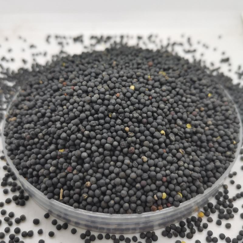 油菜籽批发榨油发芽原料五谷杂粮精选优质油菜籽