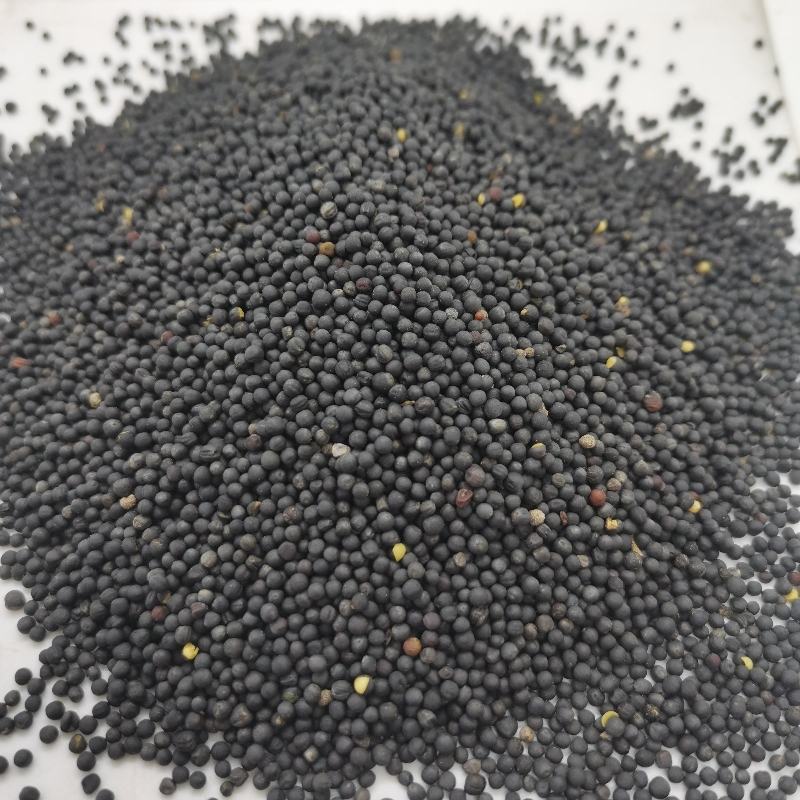 油菜籽批发榨油发芽原料五谷杂粮精选优质油菜籽
