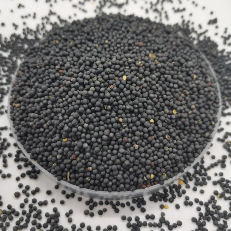 油菜籽批发榨油发芽原料五谷杂粮精选优质油菜籽