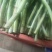 【精品韭菜】韭菜，韭菜花，韭菜苔，万亩韭菜产地直供！