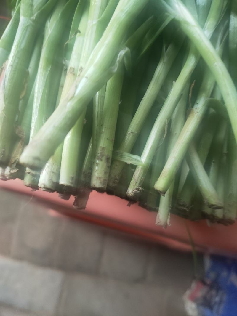【精品韭菜】韭菜，韭菜花，韭菜苔，万亩韭菜产地直供！
