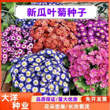 瓜叶菊种子四季种植庭院室内阳台盆栽园林景观瓜叶菊花卉