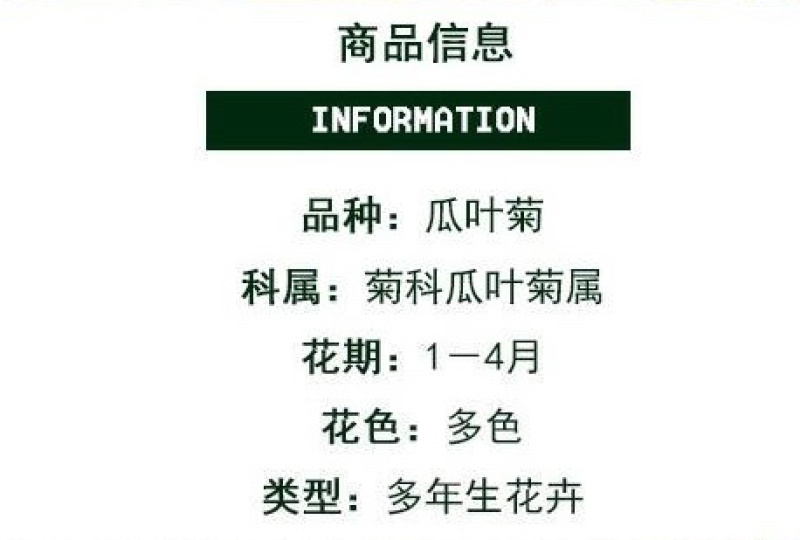 瓜叶菊种子四季种植庭院室内阳台盆栽园林景观瓜叶菊花卉