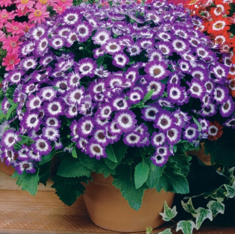 瓜叶菊种子四季种植庭院室内阳台盆栽园林景观瓜叶菊花卉