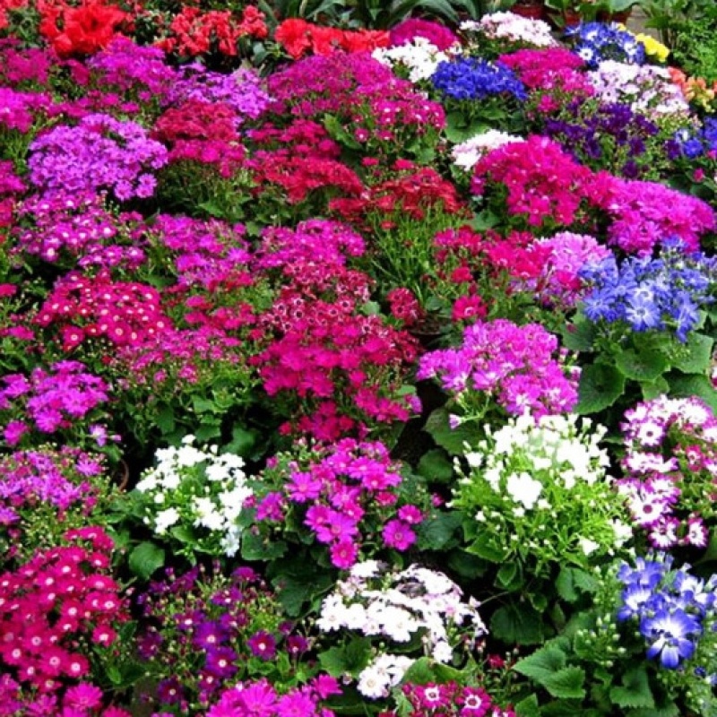 瓜叶菊种子四季种植庭院室内阳台盆栽园林景观瓜叶菊花卉