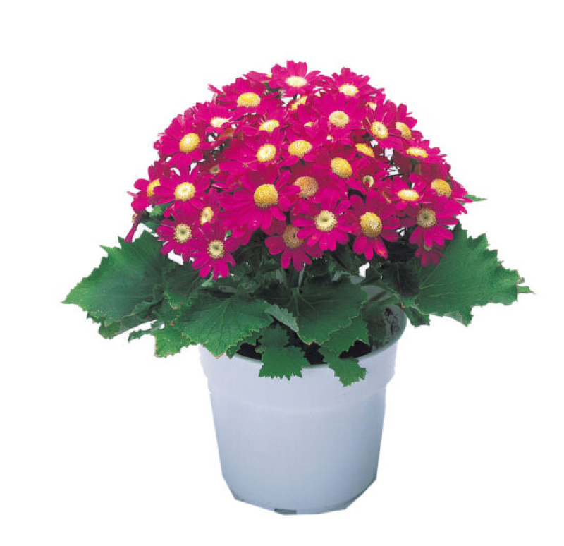 瓜叶菊种子四季种植庭院室内阳台盆栽园林景观瓜叶菊花卉