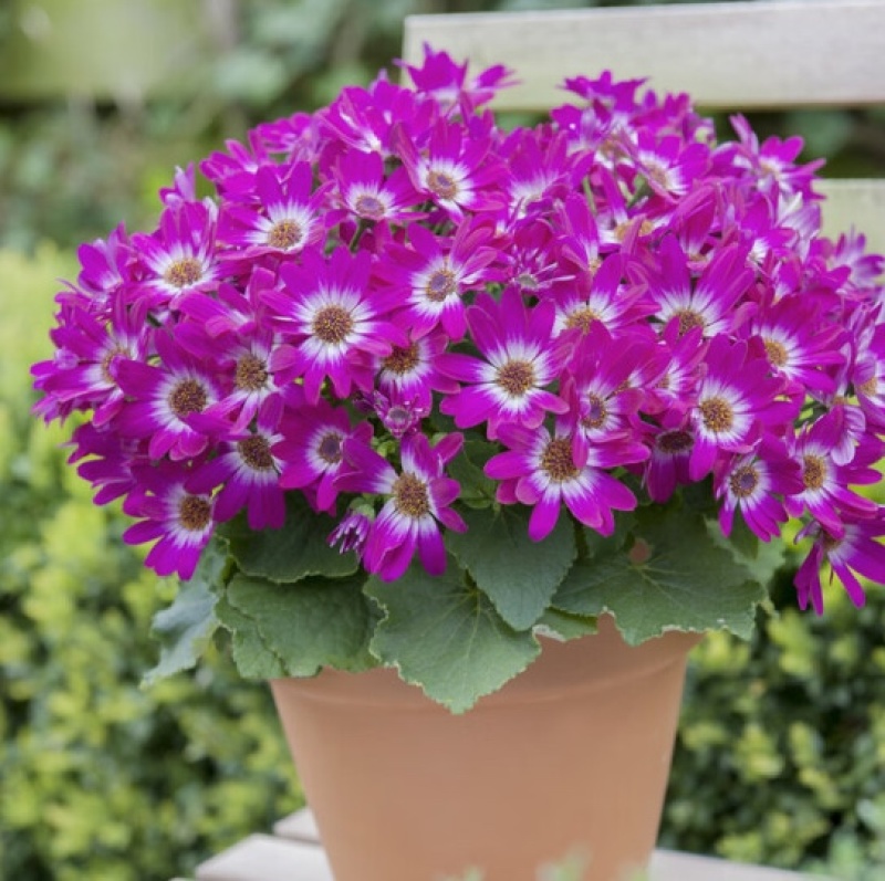 瓜叶菊种子四季种植庭院室内阳台盆栽园林景观瓜叶菊花卉