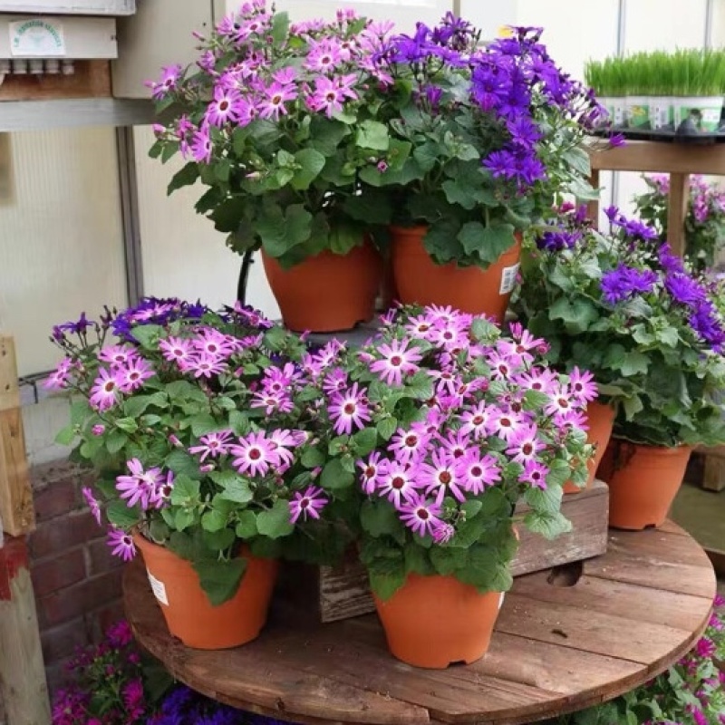瓜叶菊种子四季种植庭院室内阳台盆栽园林景观瓜叶菊花卉