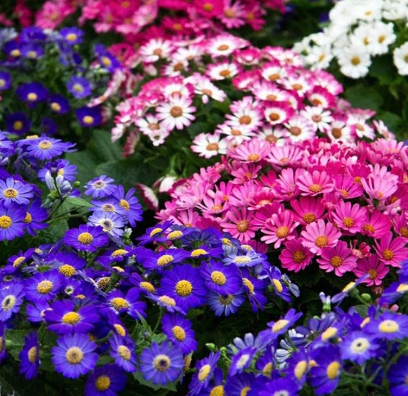 瓜叶菊种子四季种植庭院室内阳台盆栽园林景观瓜叶菊花卉