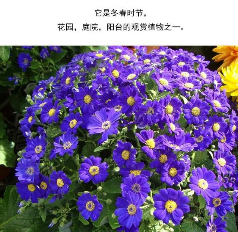 瓜叶菊种子四季种植庭院室内阳台盆栽园林景观瓜叶菊花卉
