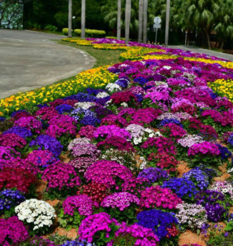 瓜叶菊种子四季种植庭院室内阳台盆栽园林景观瓜叶菊花卉