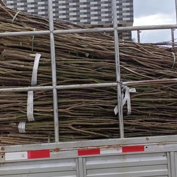 紫苏茎杆