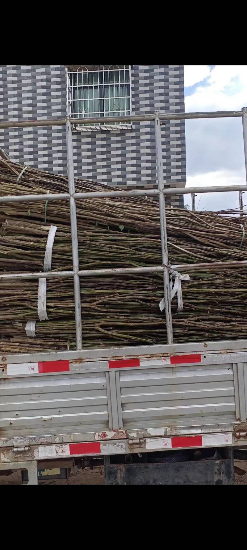 紫苏茎杆