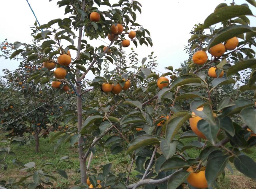 辉太郎甜柿成熟果实特写