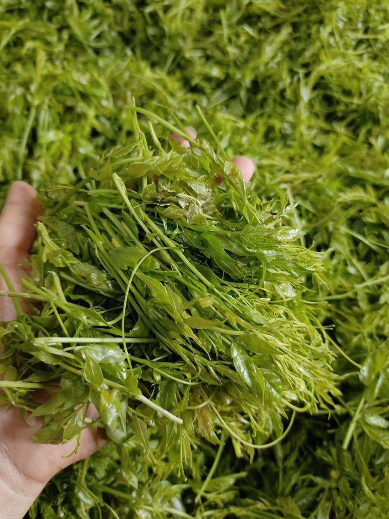 张家界莓茶