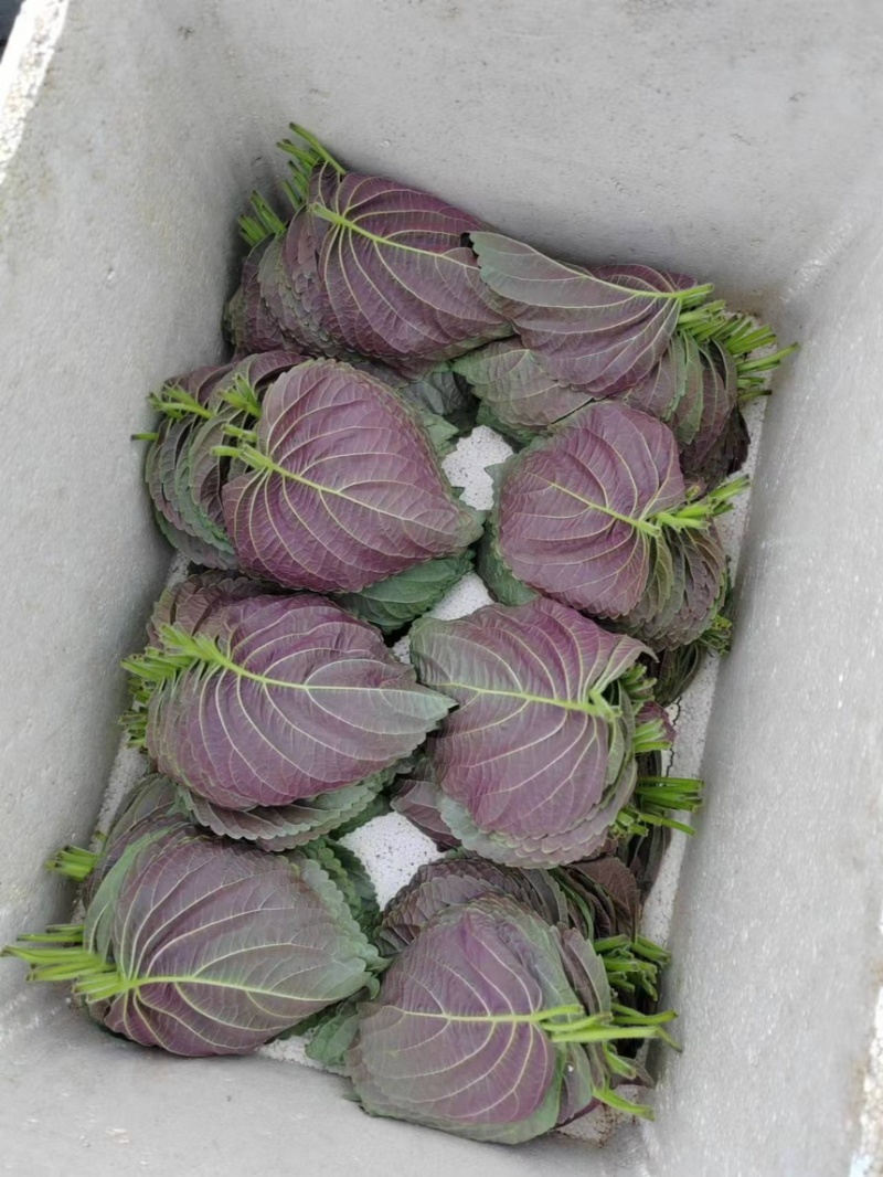 自己家大棚种植苏子叶全部现摘现发