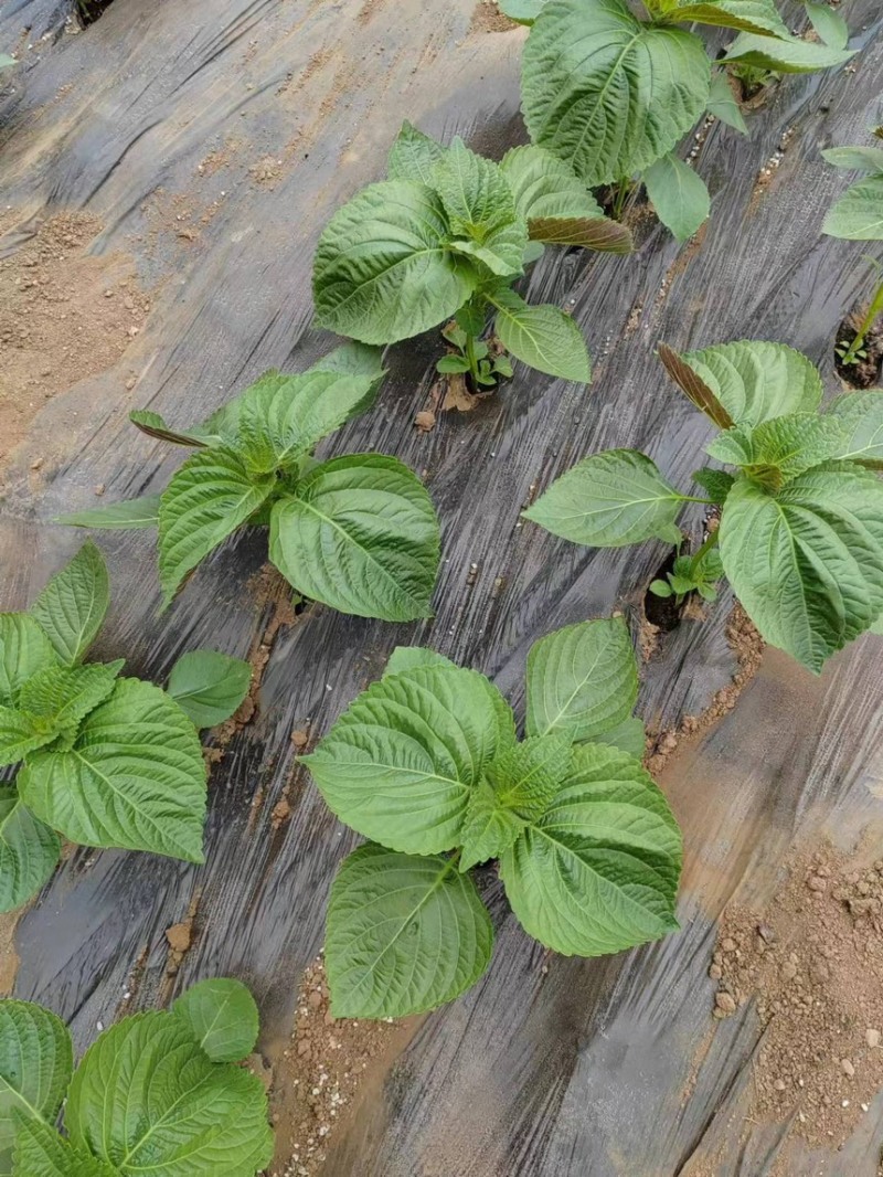 自己家大棚种植苏子叶全部现摘现发