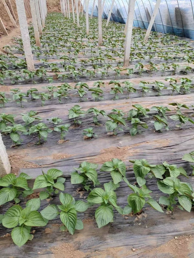 自己家大棚种植苏子叶全部现摘现发