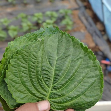 自己家大棚种植苏子叶全部现摘现发