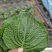 自己家大棚种植苏子叶全部现摘现发