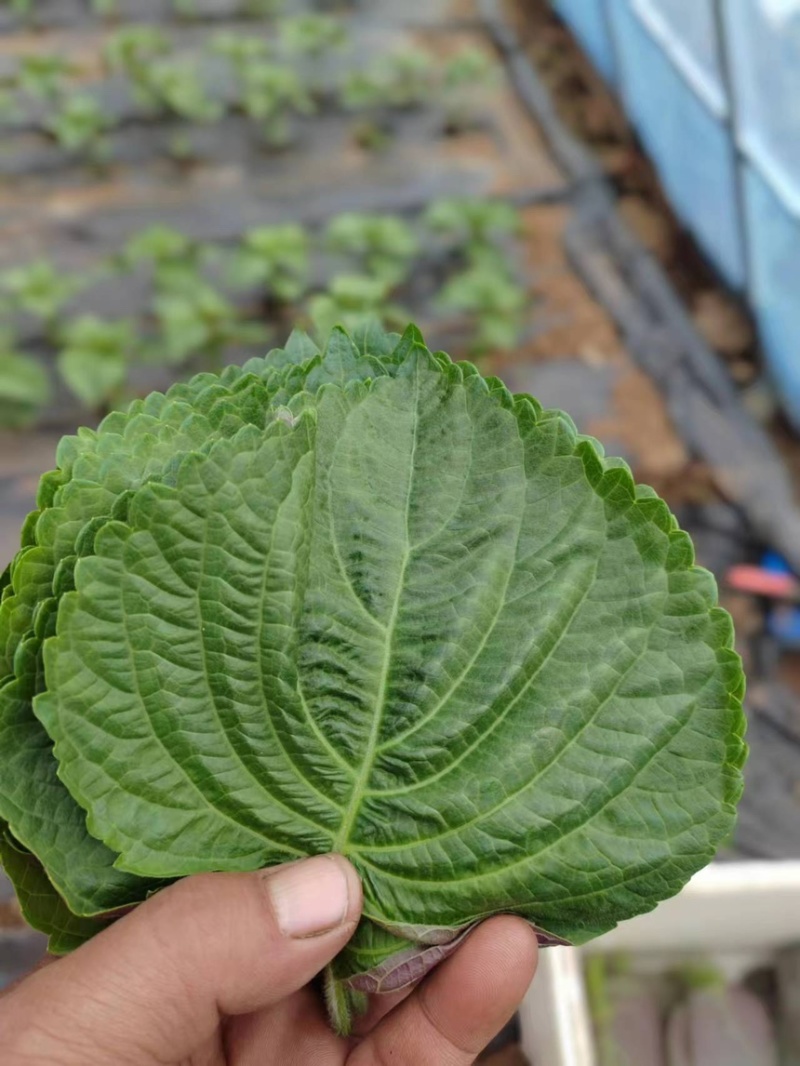 自己家大棚种植苏子叶全部现摘现发