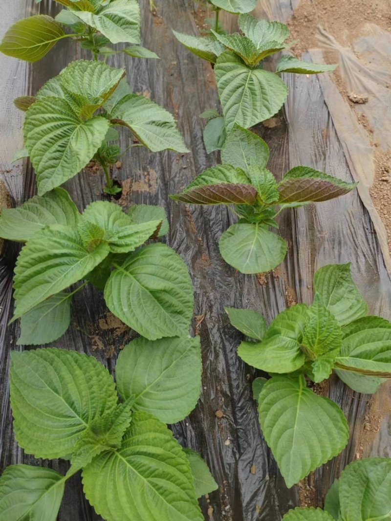 自己家大棚种植苏子叶全部现摘现发